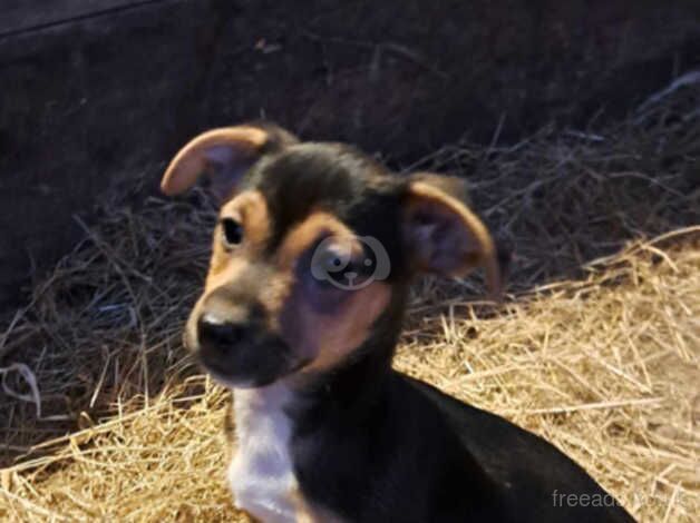 Ready now Black and Tan Jack Russell Puppies for sale in Llanybydder, Carmarthenshire - Image 3