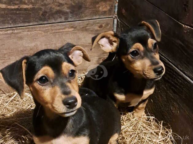 Ready now Black and Tan Jack Russell Puppies for sale in Llanybydder, Carmarthenshire - Image 4