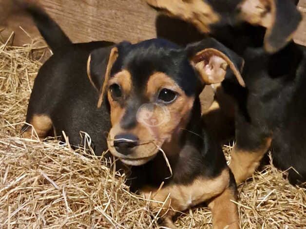 Ready now Black and Tan Jack Russell Puppies for sale in Llanybydder, Carmarthenshire - Image 5