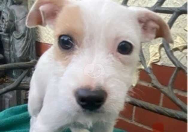 Jack Russel terrier puppies for sale in Thatcham, Berkshire