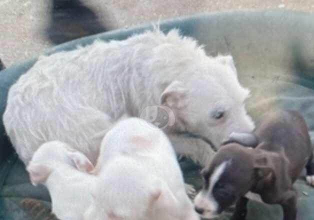 Jack Russell Puppies for sale in Berkshire