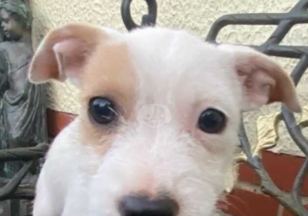 Jack Russell Puppies for sale