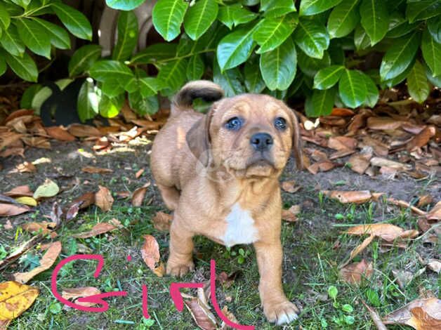 Ready now jack Russell puppies for sale in Cardiff