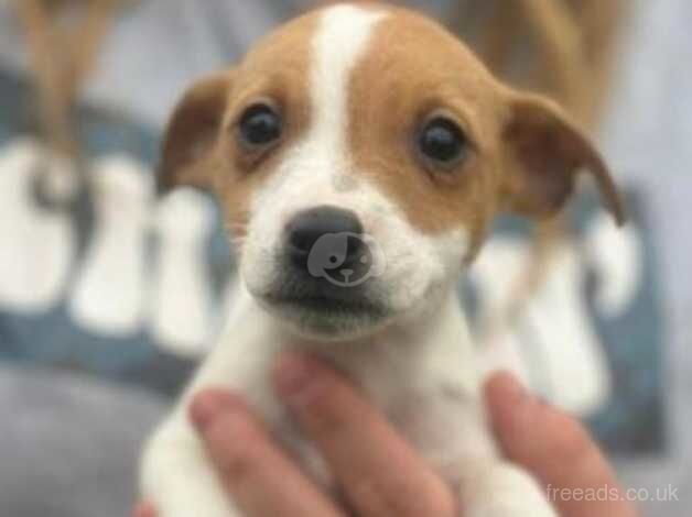 Ready now Jack Russell puppies for sale in Consett, County Durham