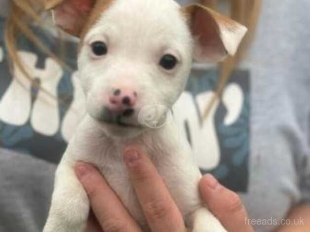 Jack Russells for sale in Consett, County Durham