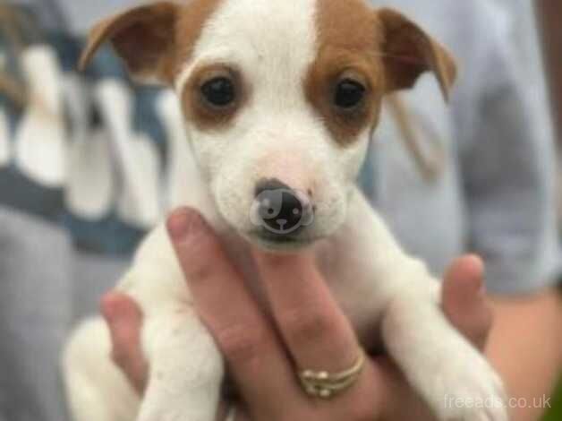 Jack Russell Puppies for sale