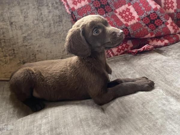 Ready now Jack Russell x spaniel for sale in Tadley, Hampshire