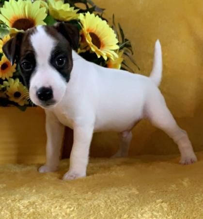 Ready now wire fox terrier x jack Russell puppies for sale in Stoke-on-Trent, Staffordshire