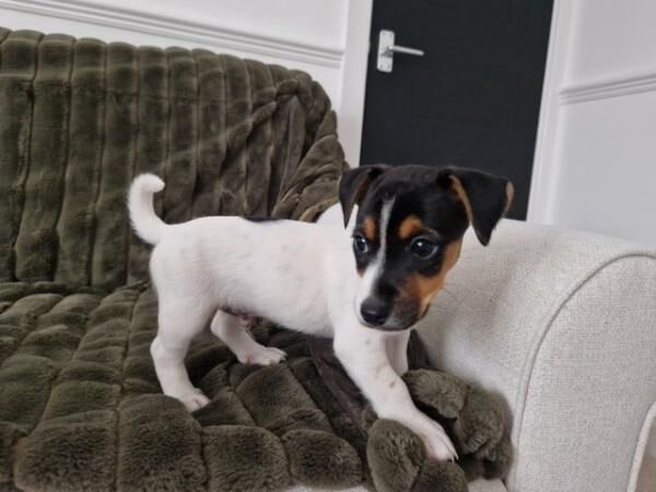 READY TO LEAVE microchipped and vaccinated Jack Russell pups for sale in Wisbech, Cambridgeshire - Image 1