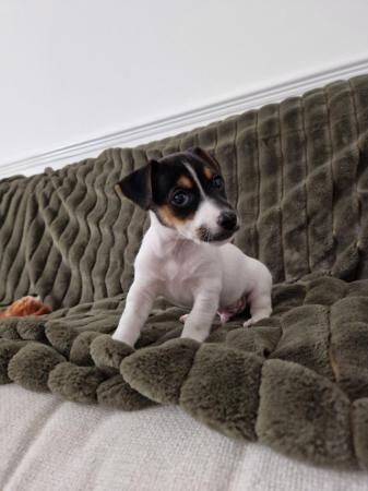 READY TO LEAVE microchipped and vaccinated Jack Russell pups for sale in Wisbech, Cambridgeshire - Image 2