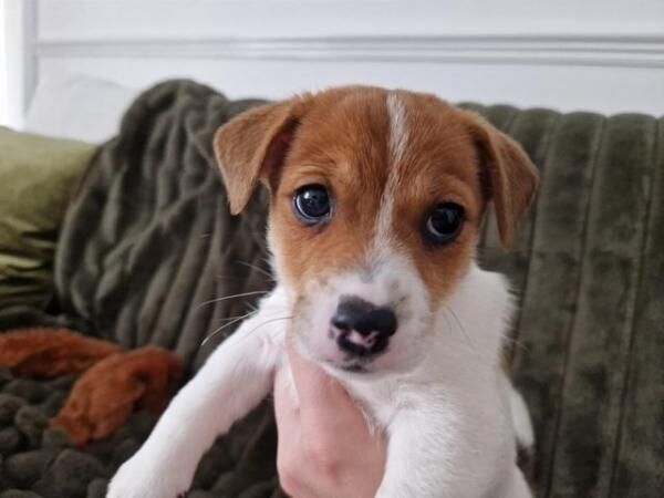 READY TO LEAVE microchipped and vaccinated Jack Russell pups for sale in Wisbech, Cambridgeshire - Image 3