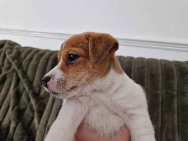 READY TO LEAVE microchipped and vaccinated Jack Russell pups for sale in Wisbech, Cambridgeshire - Image 5