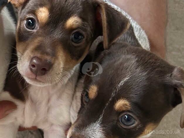 Reduced Stunning pure rough coated chocolate and white Jack Russells for sale in Huntingdon, Cambridgeshire - Image 1