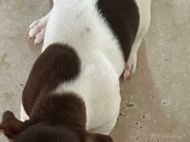 Reduced Stunning pure rough coated chocolate and white Jack Russells for sale in Huntingdon, Cambridgeshire - Image 3