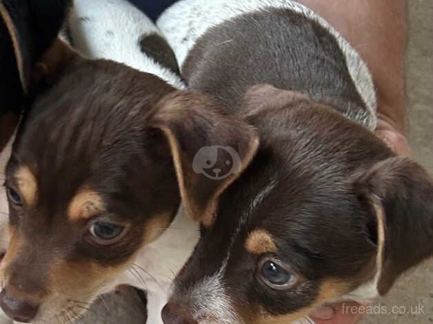 Reduced Stunning pure rough coated chocolate and white Jack Russells for sale in Huntingdon, Cambridgeshire - Image 5