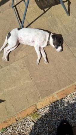 Rehome dog to loving home. for sale in Godalming, Surrey - Image 3