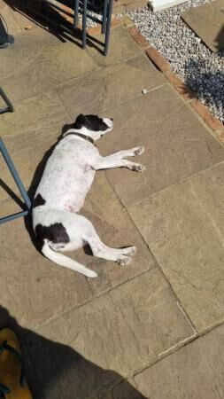 Rehome dog to loving home. for sale in Godalming, Surrey - Image 4