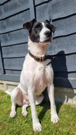 Rehome dog to loving home. for sale in Godalming, Surrey - Image 5