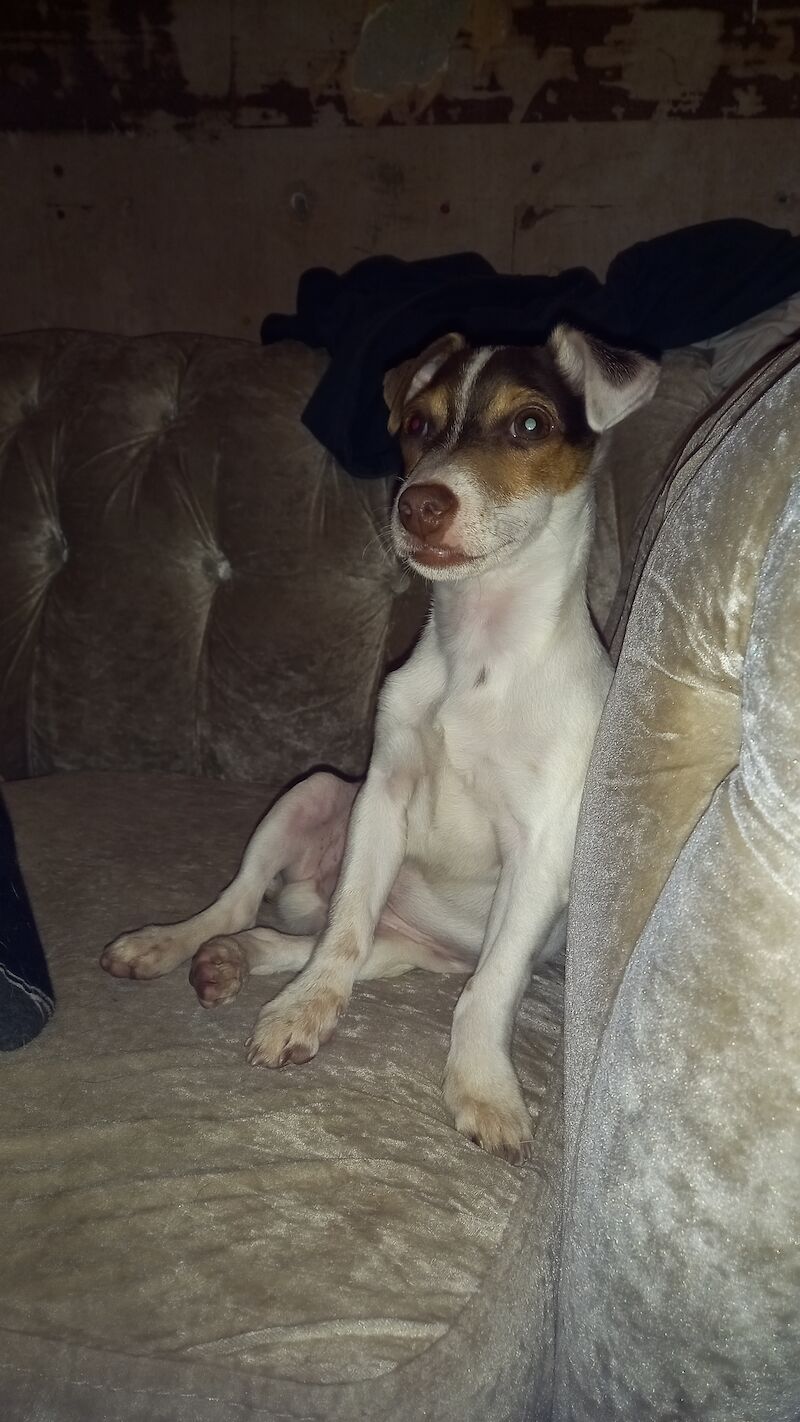 Rehoming Jack Russell for sale in Newcastle upon Tyne, Tyne and Wear