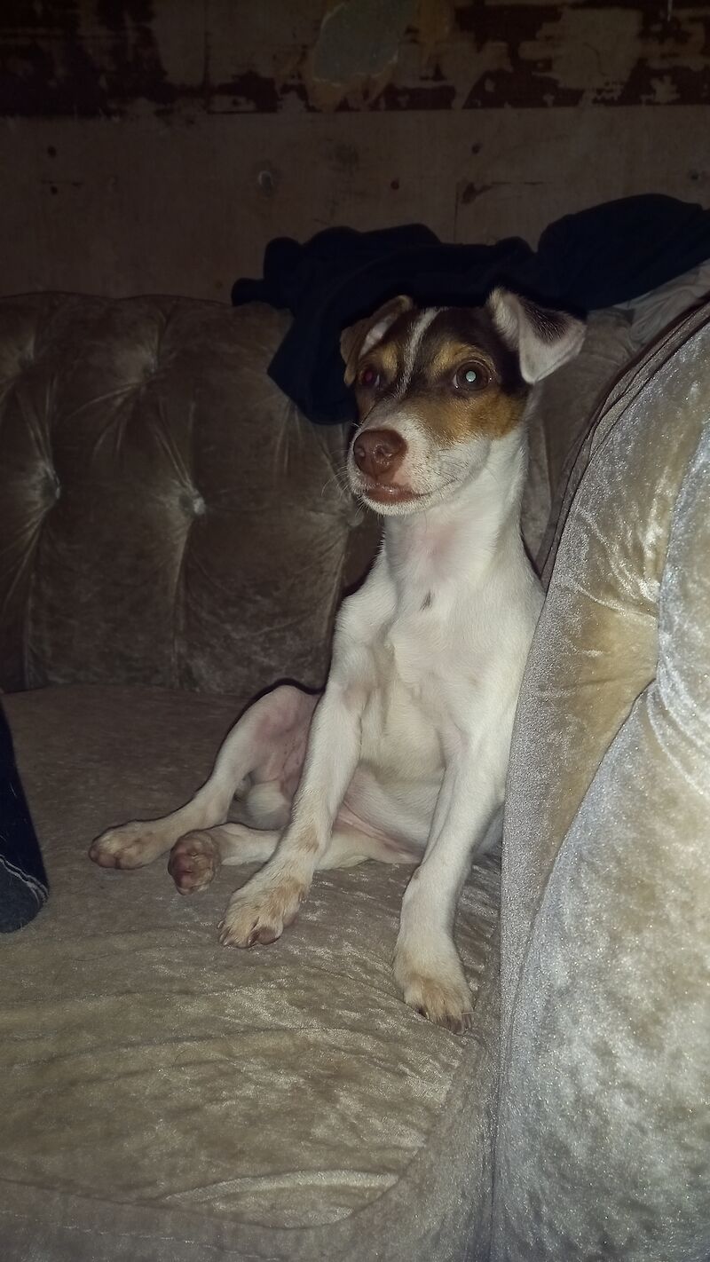 Rehoming Jack Russell for sale in Newcastle upon Tyne, Tyne and Wear - Image 1