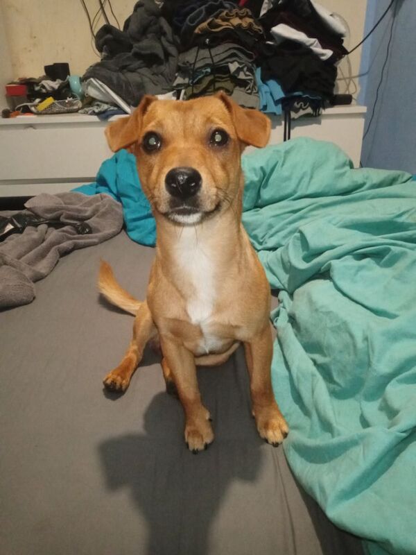 Rehoming male Jack Russell for sale in Newcastle upon Tyne, Tyne and Wear - Image 1