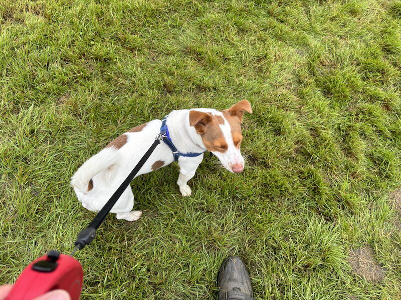 Rocky for Stud …Jack Russel born 16/04/22 Westhill in Aberdeenshire for sale in Westhill, Aberdeenshire - Image 4