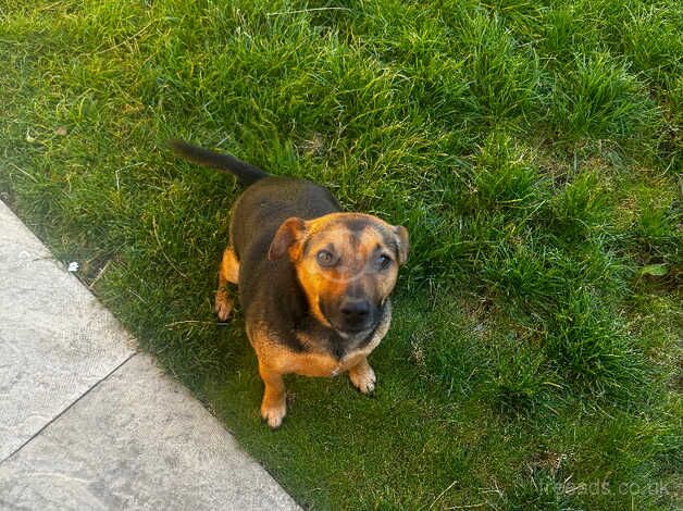 Rocky jack Russell for sale in Nottingham, Nottinghamshire