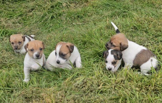 Rough-coated Working Jack Russell Terrier Pups for sale in Hawick, Scottish Borders - Image 1