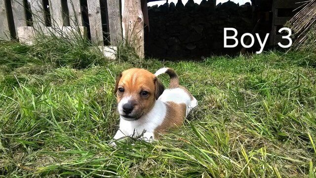 Rough-coated Working Jack Russell Terrier Pups for sale in Hawick, Scottish Borders - Image 2