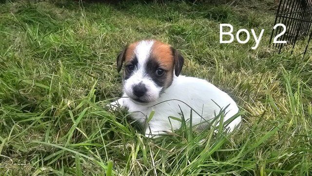 Rough-coated Working Jack Russell Terrier Pups for sale in Hawick, Scottish Borders - Image 3