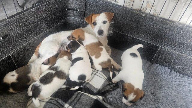 Rough-coated Working Jack Russell Terrier Pups for sale in Hawick, Scottish Borders - Image 4