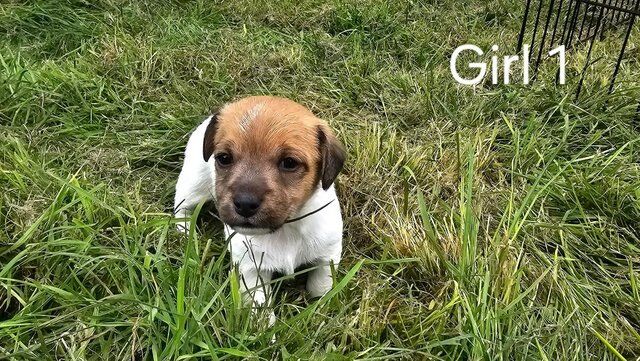 Rough-coated Working Jack Russell Terrier Pups for sale in Hawick, Scottish Borders - Image 5