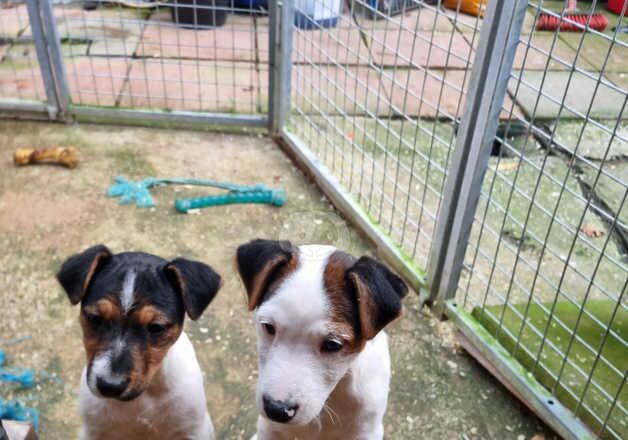 Russell pups for sale in Preston, Lancashire