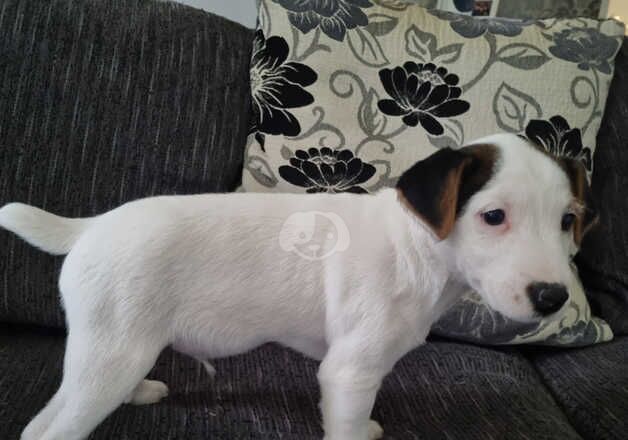 Jack Russells for sale in Preston, Lancashire