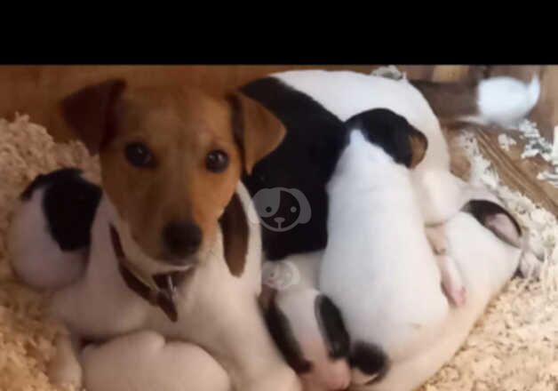 Jack Russell Puppies for sale in Lancashire