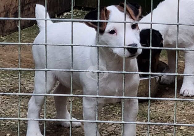 Jack Russell Puppies for sale