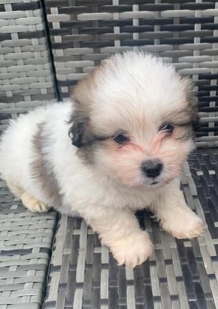 Shihtzu x jack russell pups for sale in Doncaster, South Yorkshire
