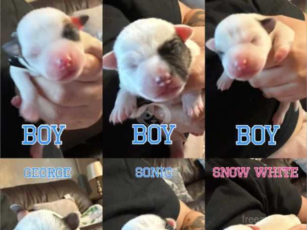 Short Coat, Long Legged Jack Russell Pups for sale in Bristol, Bristol