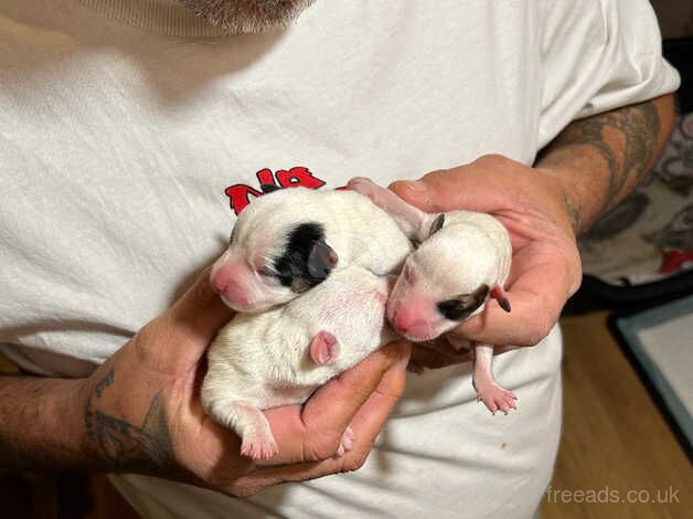 Short Coat, Long Legged Jack Russell Pups for sale in Bristol, Bristol - Image 2