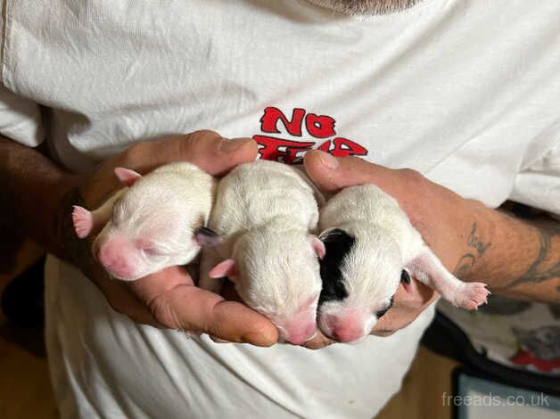 Short Coat, Long Legged Jack Russell Pups for sale in Bristol, Bristol - Image 3