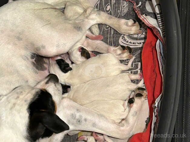 Short Coat, Long Legged Jack Russell Pups for sale in Bristol, Bristol - Image 4