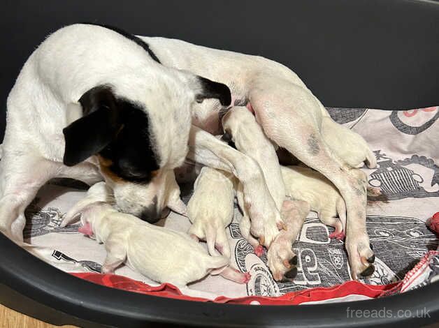 Short Coat, Long Legged Jack Russell Pups for sale in Bristol, Bristol - Image 5