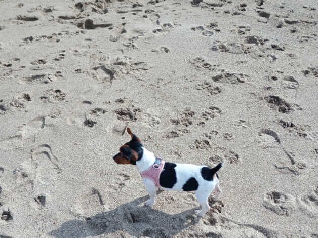 Short legged jack Russel girl for sale in Bedworth, Warwickshire