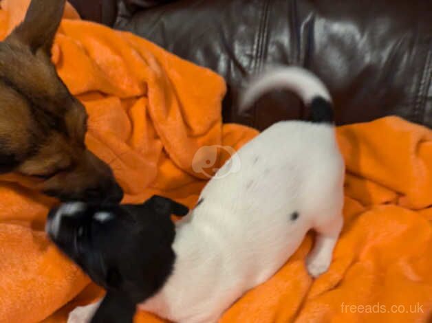 short legged jack russell for sale in Swansea/Abertawe, Swansea - Image 2