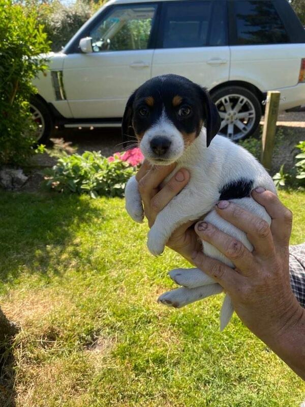 Short legged Jack Russell puppy for sale in Hampshire - Image 1