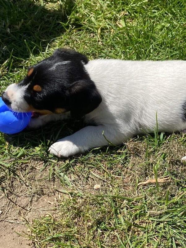 Short legged Jack Russell puppy for sale in Hampshire - Image 2