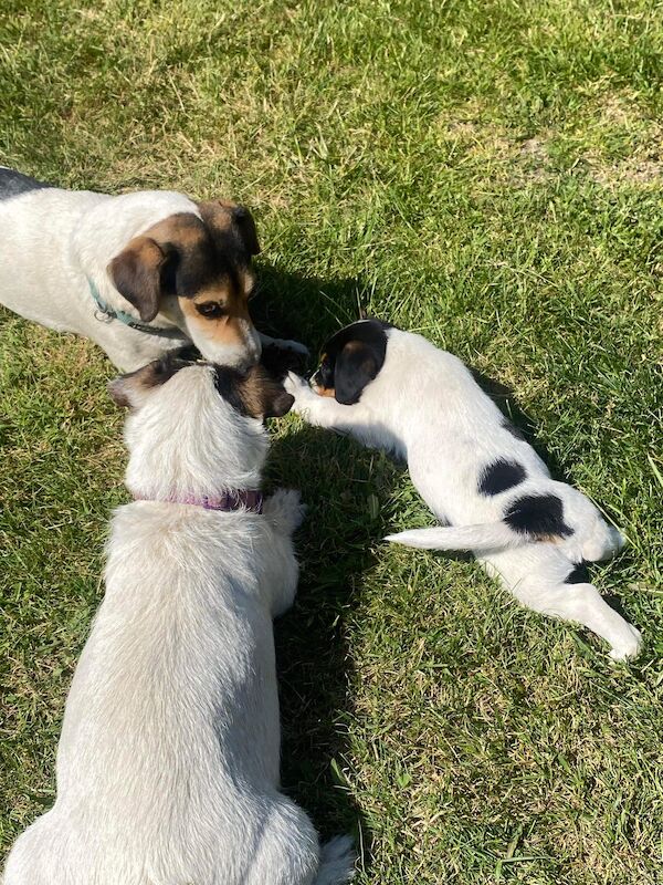 Short legged Jack Russell puppy for sale in Hampshire - Image 3