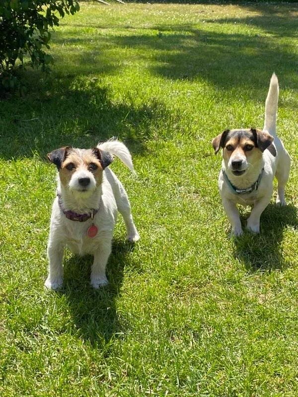 Short legged Jack Russell puppy for sale in Hampshire - Image 4