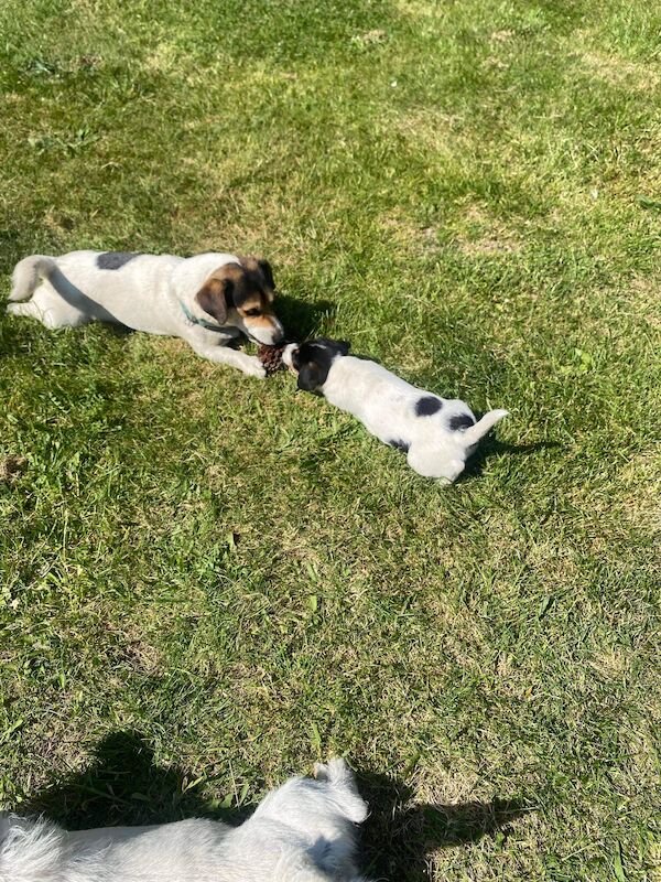 Short legged Jack Russell puppy for sale in Hampshire - Image 5