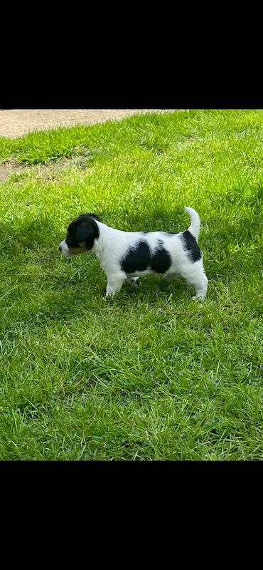 Short legged Jack Russell puppy for sale in Hampshire - Image 8